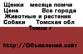 Щенки 4 месяца-помчи › Цена ­ 5 000 - Все города Животные и растения » Собаки   . Томская обл.,Томск г.